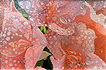 Abstract art 
Igor Kosovskikh
VIEW ENLARGED