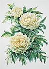 Original oil paintings
Maria Yarmish
Cream peonies
Still life paintings